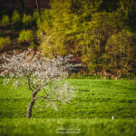 Un arbre isolé