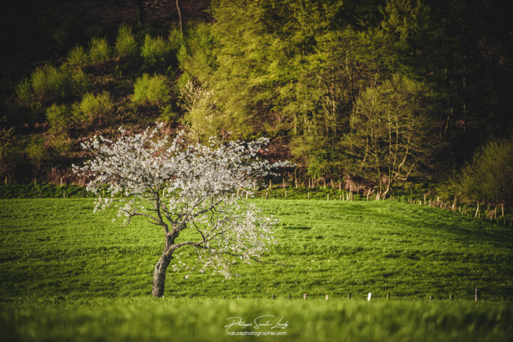Un arbre isolé