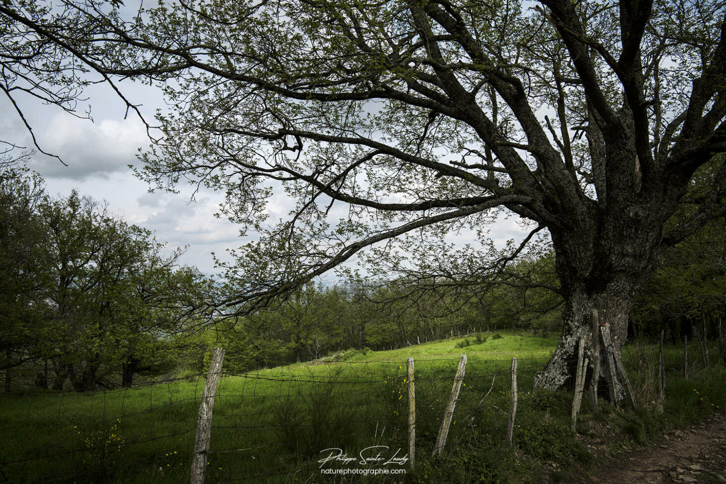 Tache de lumière verte