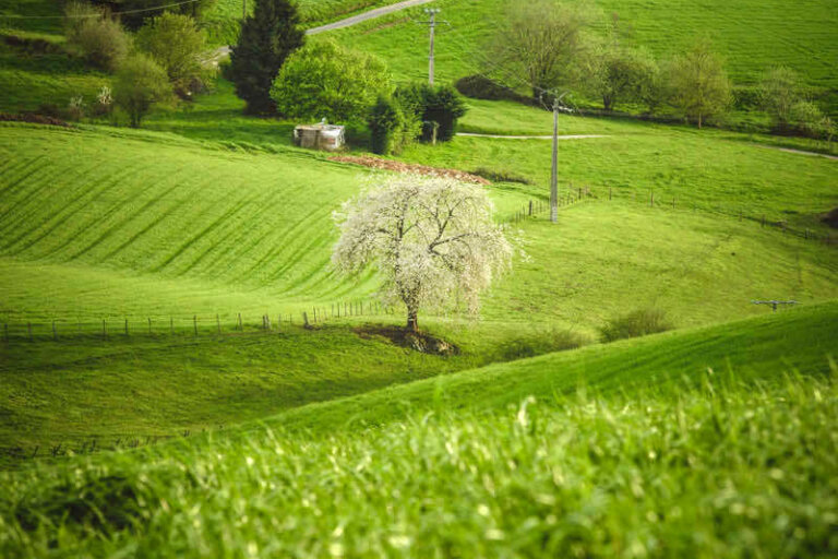 Photos des Monts du Lyonnais en été