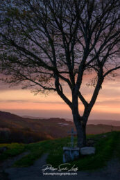 Arbre en contre-jour