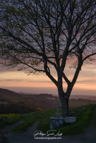 Arbre en contre-jour