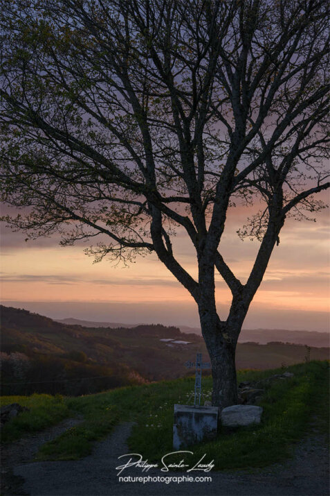 Arbre en contre-jour