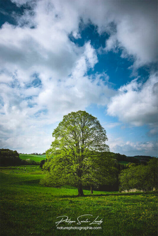 Un arbre en été