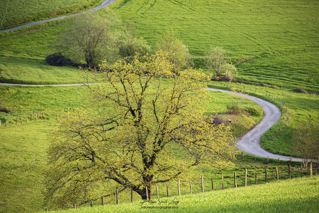 Un arbre et une route