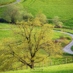 Un arbre et une route