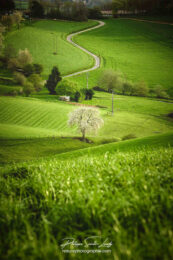 Campagne verte