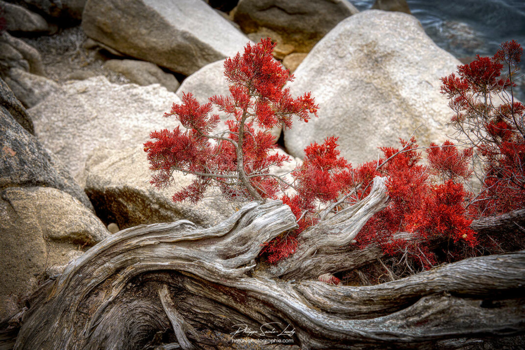 Nature morte végétale et minérale