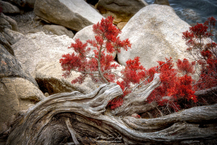 Nature morte végétale et minérale