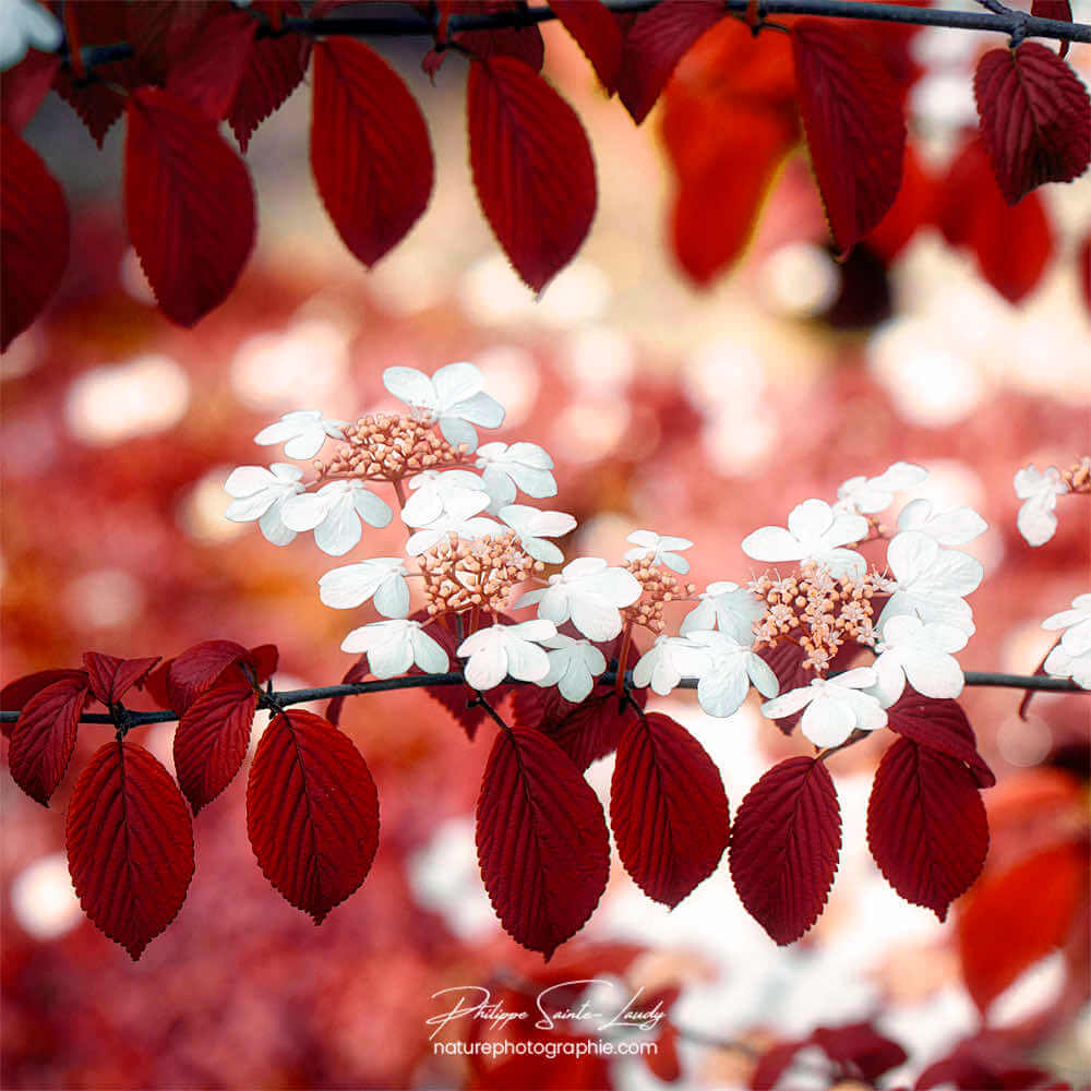 Fleurs du jardin en gros plan