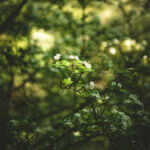 Petites fleurs blanches en sous-bois