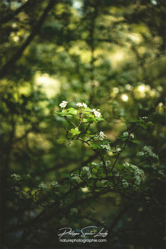 Petites fleurs blanches en sous-bois