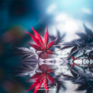 Reflet de feuille d'érable
