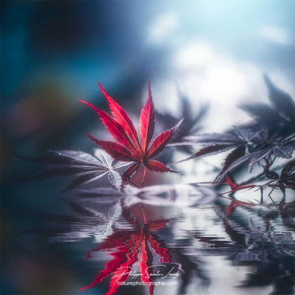 Reflet de feuille d'érable