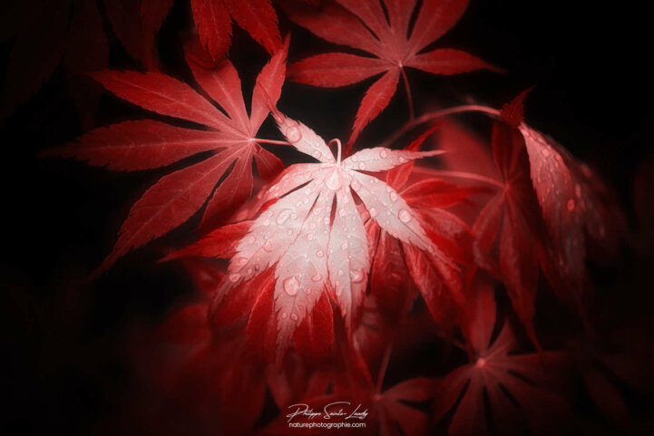 Feuilles d'érable rouge