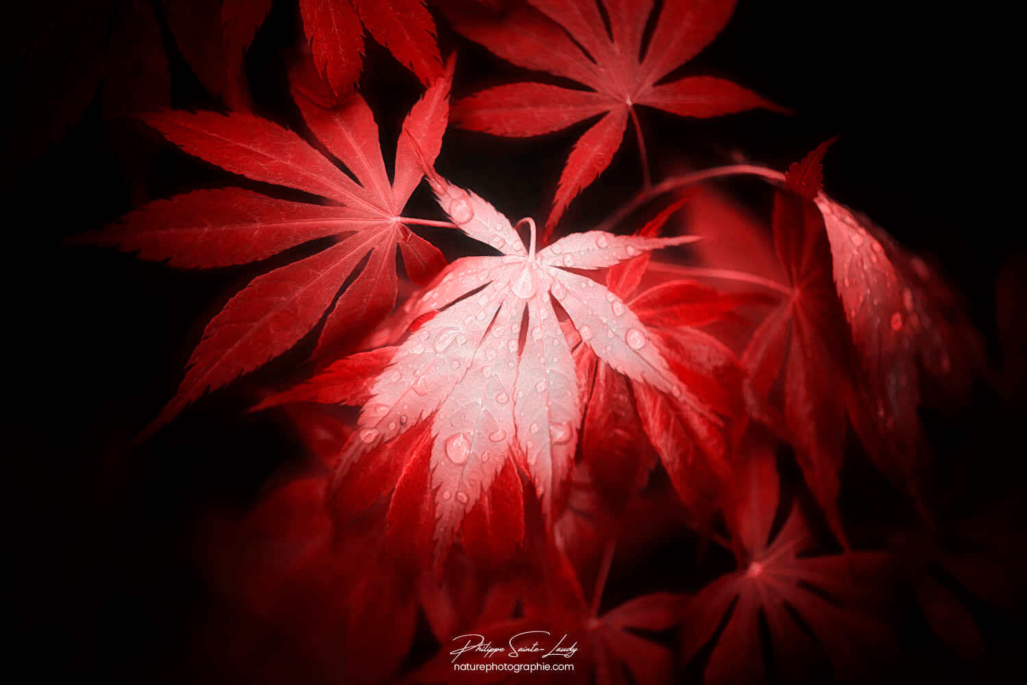 Feuilles d'érable rouge