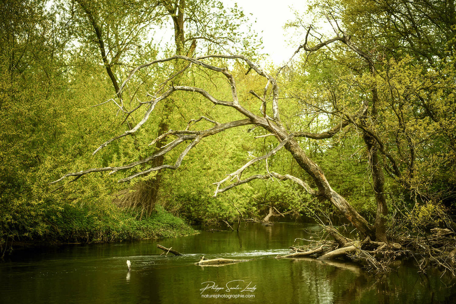 Rivière en sous-bois