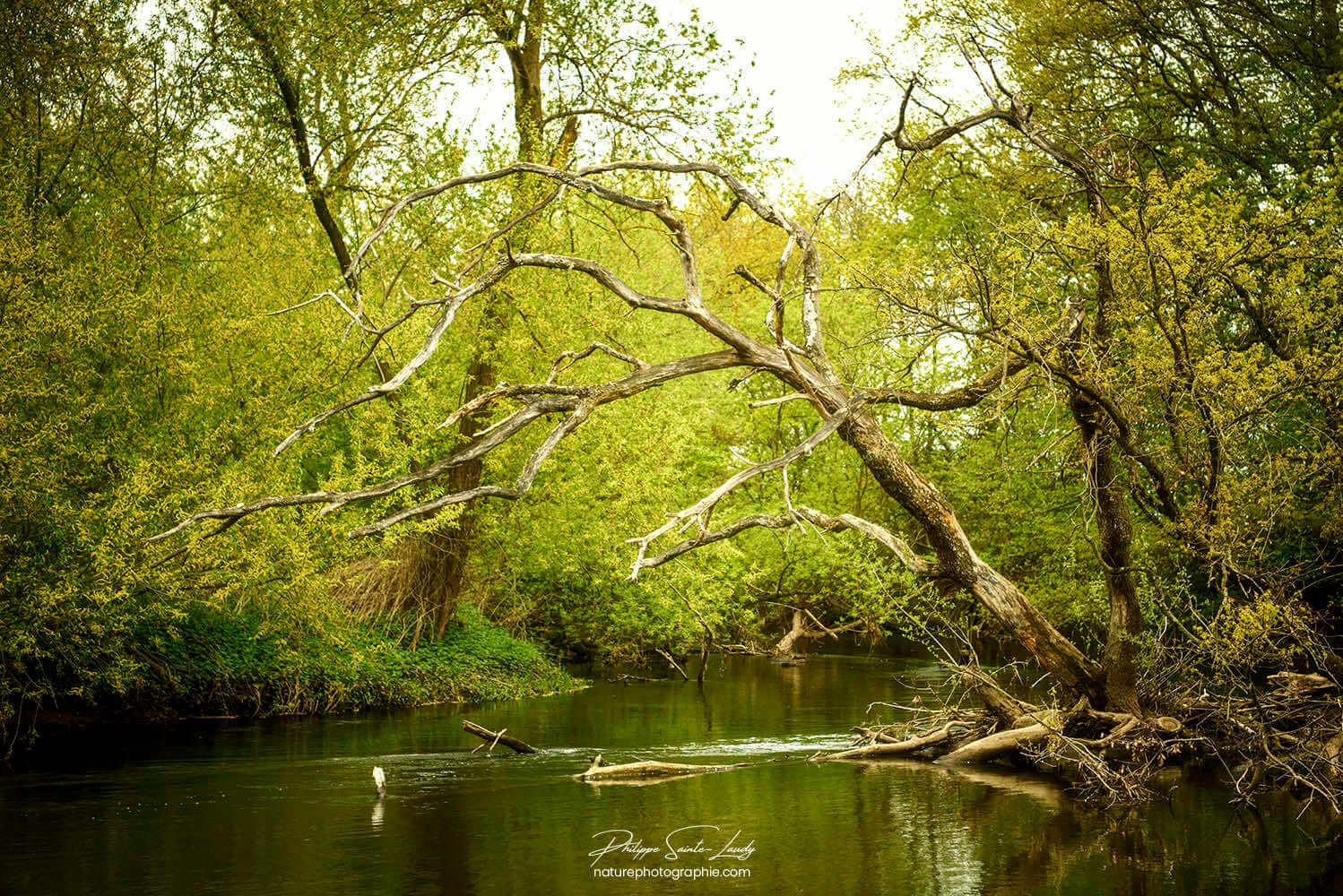 Rivière en sous-bois