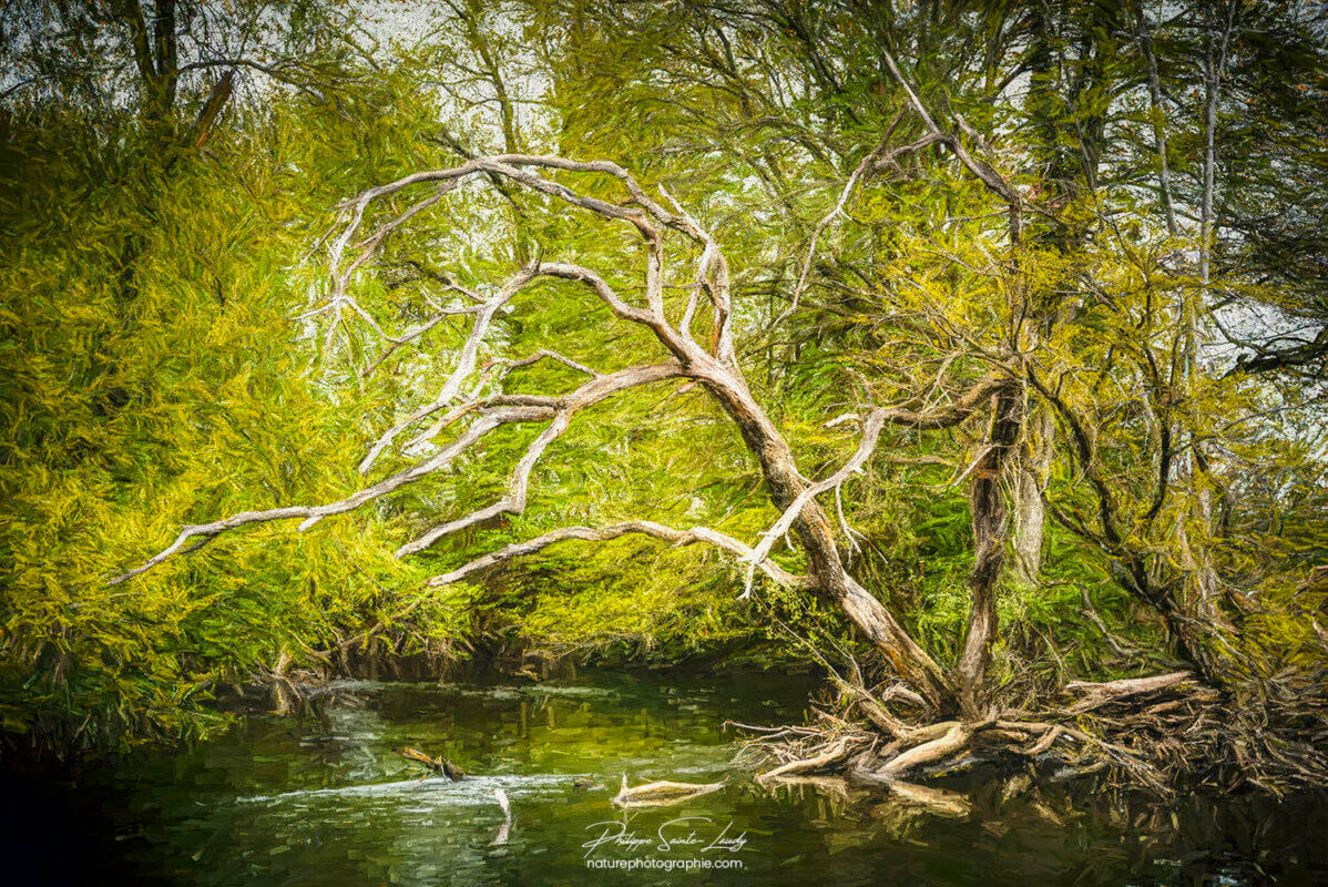 Paintography d'une rivière en forêt