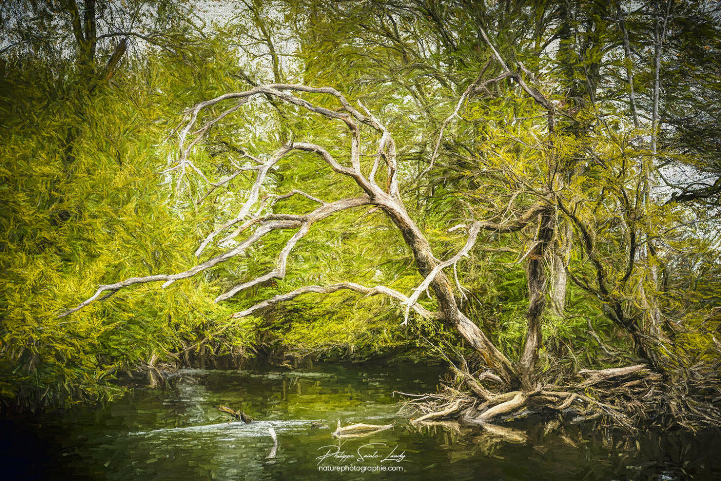 Paintography d'une rivière en forêt