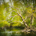 Paintography d'une rivière en forêt