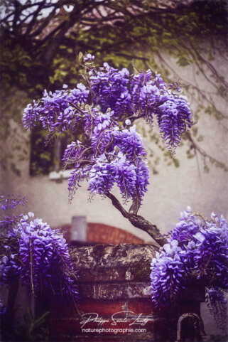 Glycine violette