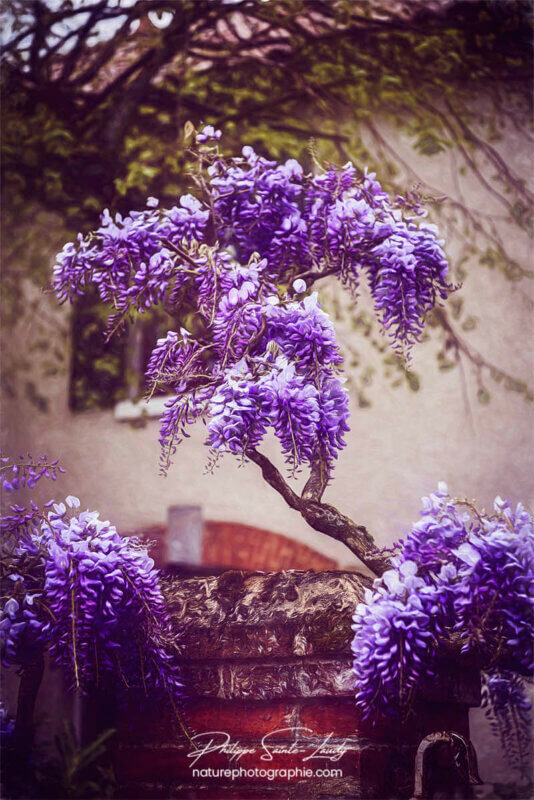 Glycine violette