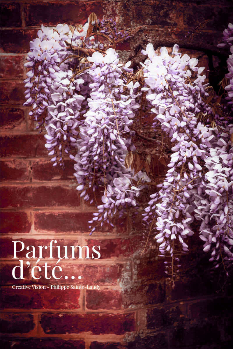 Les-parfums-de-l’été