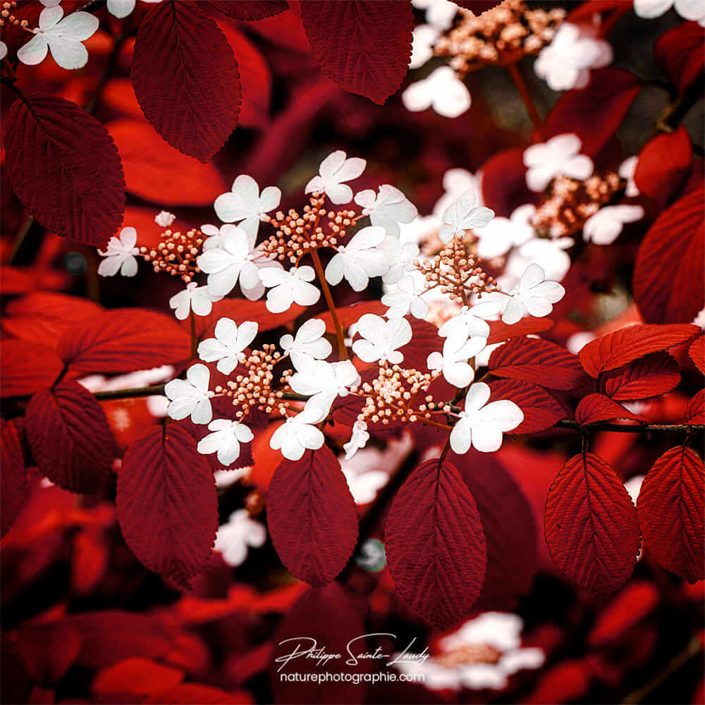 Fleurs du jardin en été