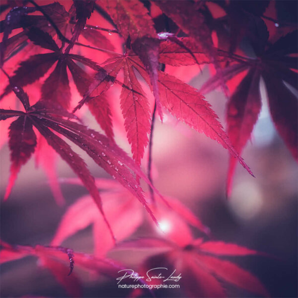 Goutte d'eau en lumière sur feuilles d'érable