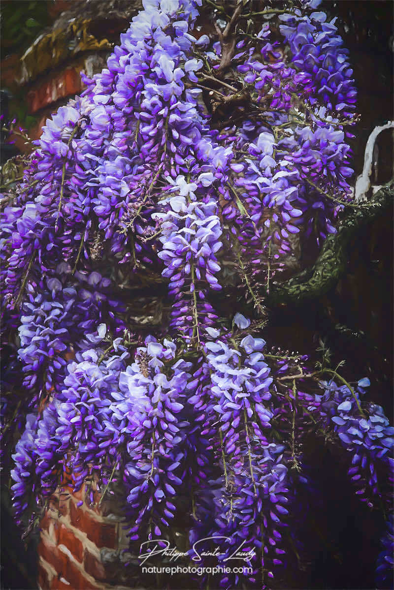 Bouquet de Glycine