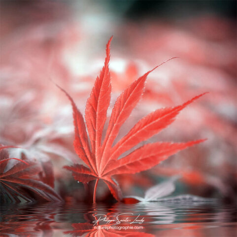 Gros plan sur feuille d'érable