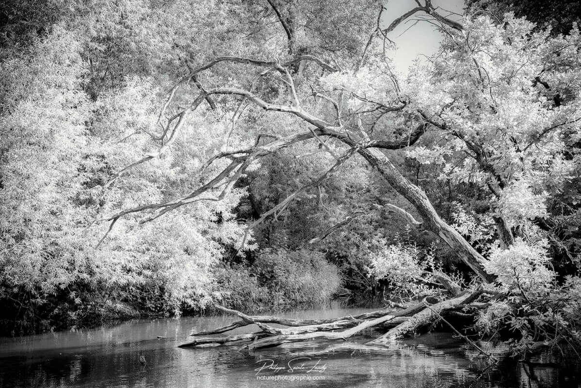 Sous-bois traversé par une rivière