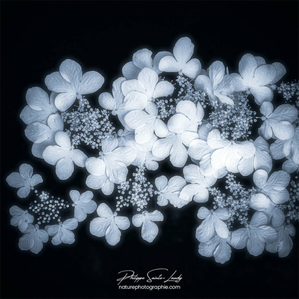 Fleurs blanches sur fond noir