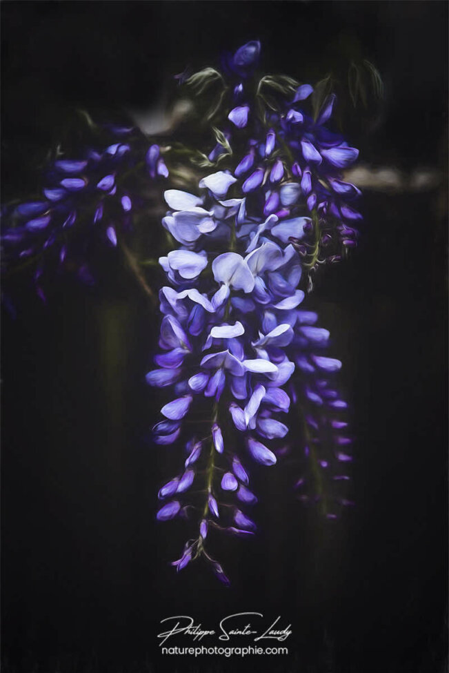 Glycine en gros plan