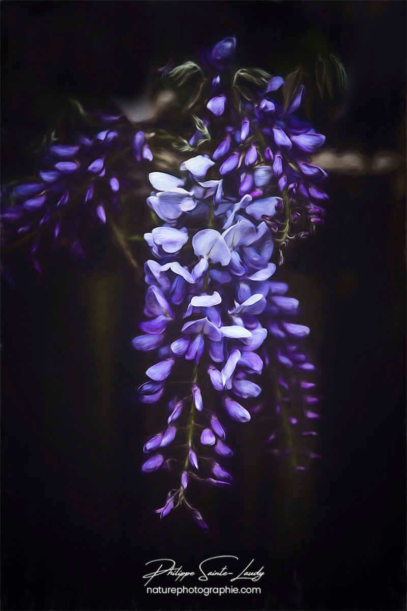 Glycine en gros plan