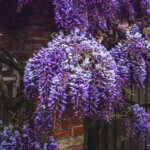 Glycine en fleurs