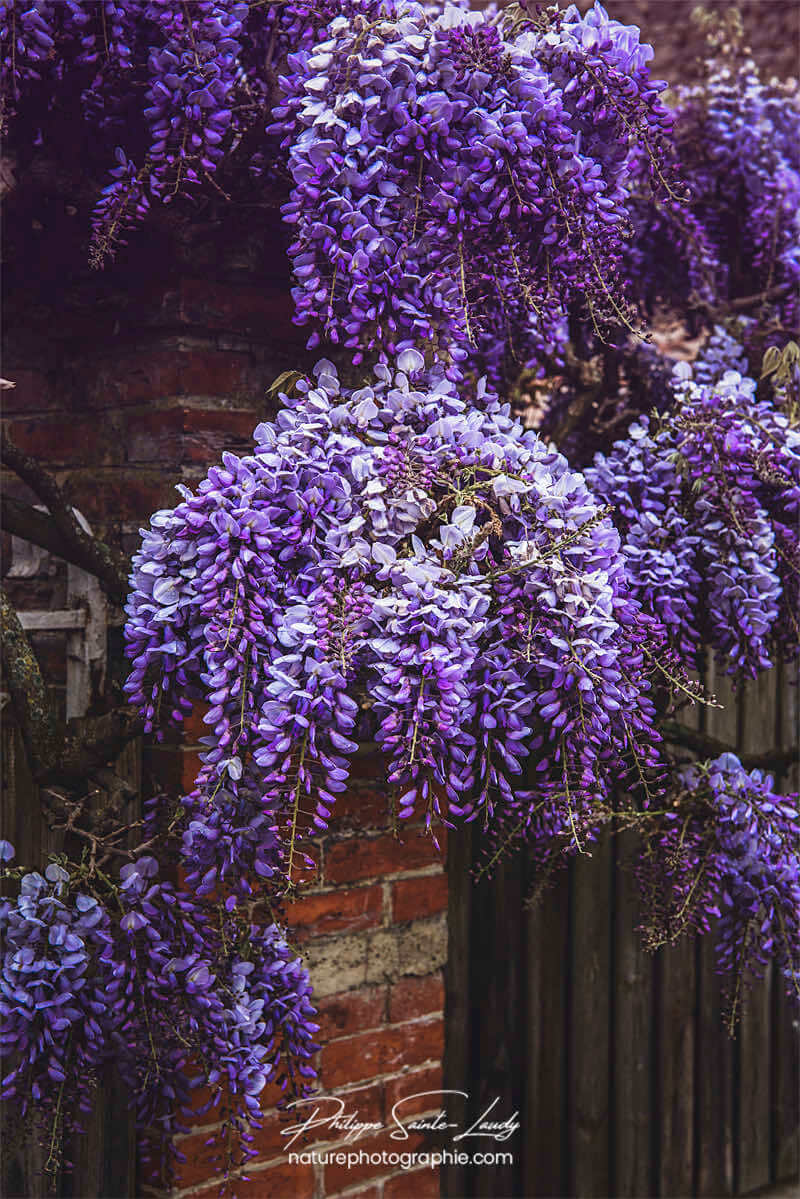 Glycine en fleurs