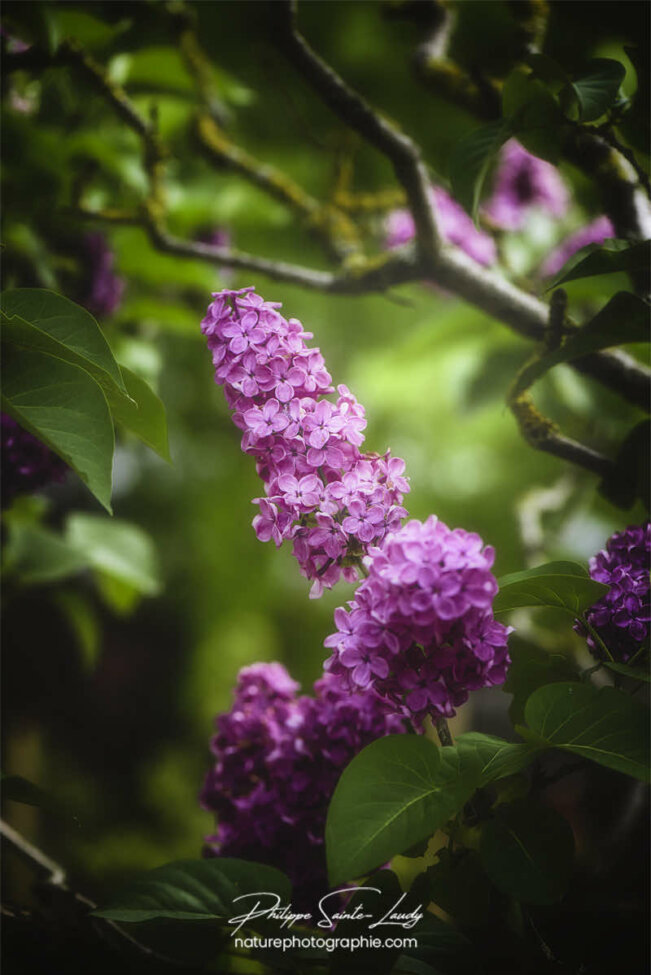Lilas en gros plan