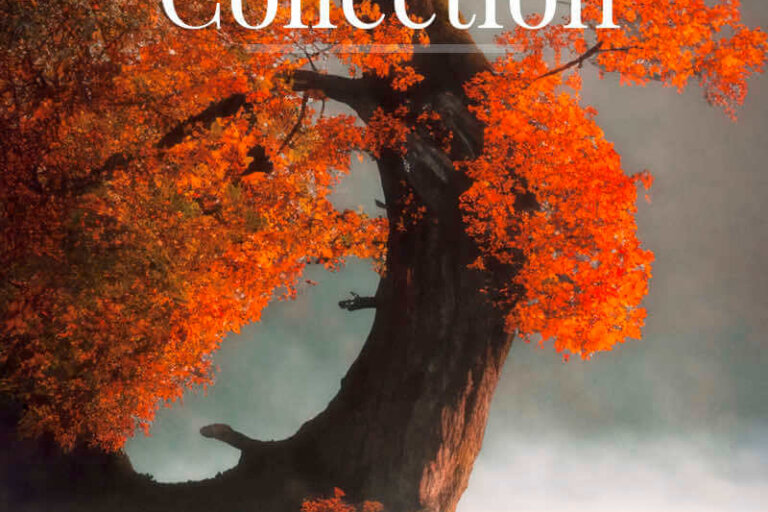 Collection d'arbres en automne - IA