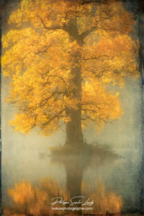 Photo d'automne réalisée avec l'aide de l'IA intelligence artificielle générative de Photoshop