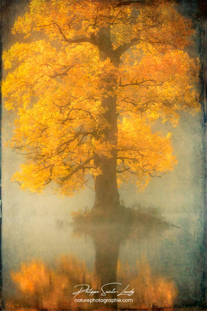 IA Collection – Autumn Trees #1 Photo d'automne réalisée avec l'aide de l'IA intelligence artificielle générative de Photoshop