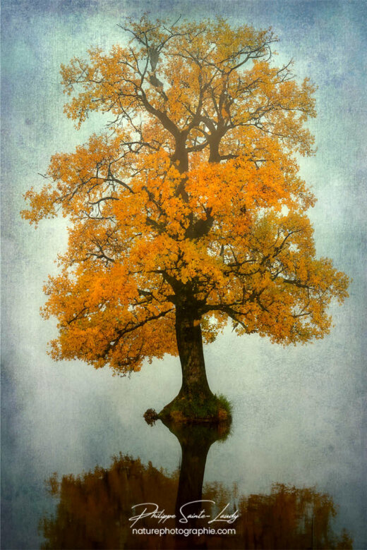 Photo d'automne réalisée avec l'aide de l'IA intelligence artificielle générative de Photoshop