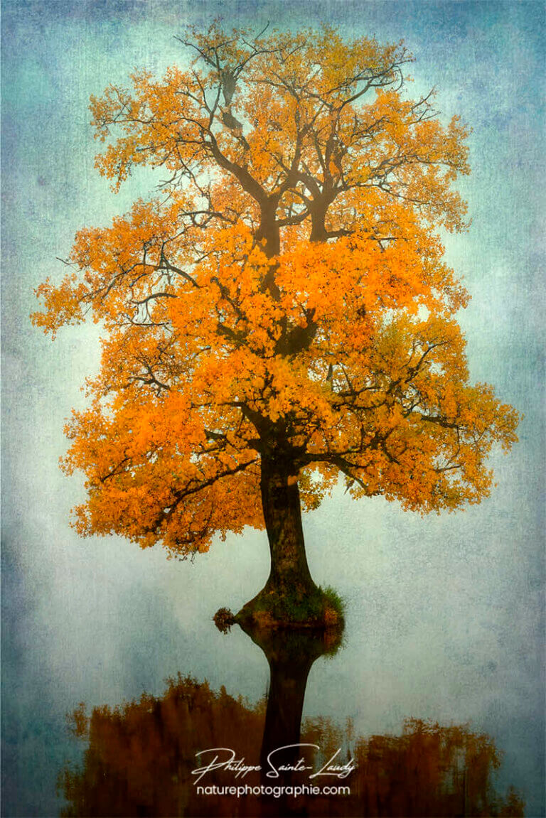 Photo d'automne réalisée avec l'aide de l'IA intelligence artificielle générative de Photoshop