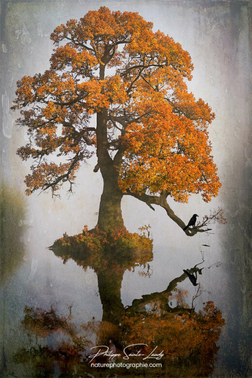 Photo d'automne réalisée avec l'aide de l'IA intelligence artificielle générative de Photoshop