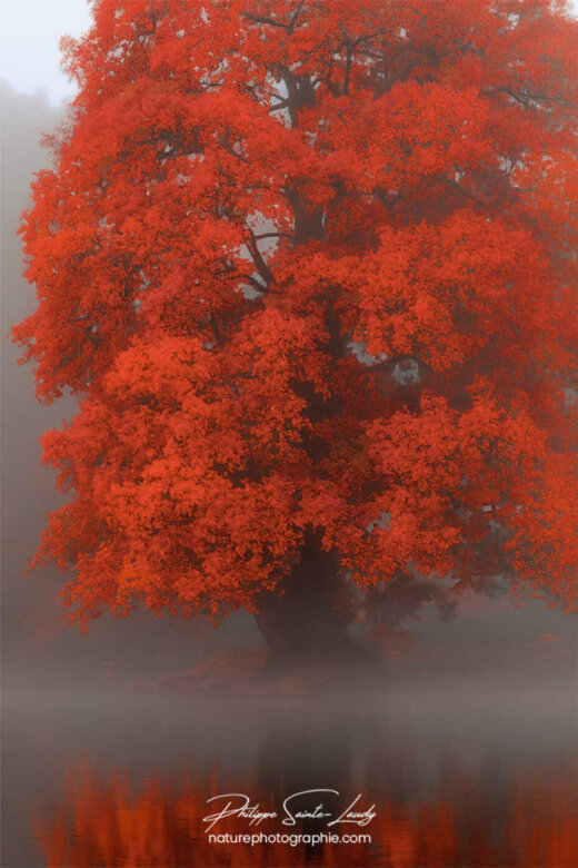 Photo d'automne réalisée avec l'aide de l'IA intelligence artificielle générative de Photoshop