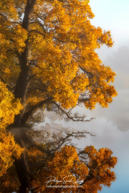 Photo d'automne réalisée avec l'aide de l'IA intelligence artificielle générative de Photoshop