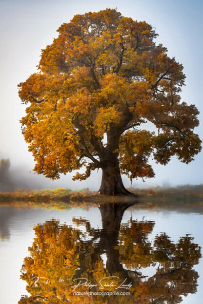 Photo d'automne réalisée avec l'aide de l'IA intelligence artificielle générative de Photoshop