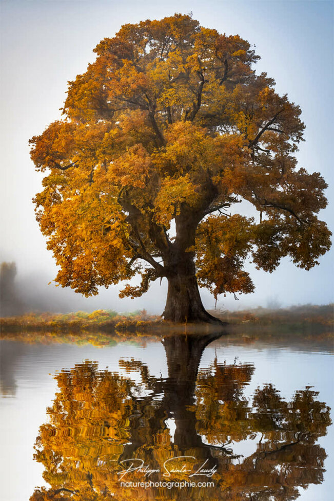 Photo d'automne réalisée avec l'aide de l'IA intelligence artificielle générative de Photoshop