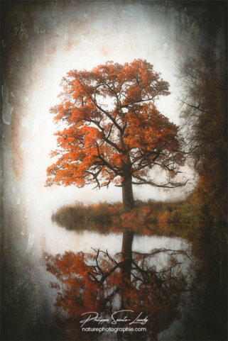 Photo d'automne réalisée avec l'aide de l'IA intelligence artificielle générative de Photoshop